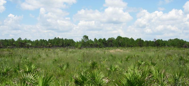 uplands with palmettos and pine trees