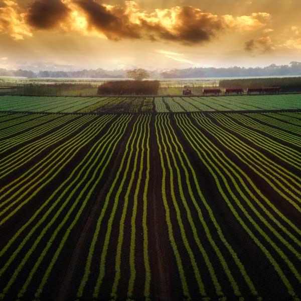 Rows of crops with beautiful sunset